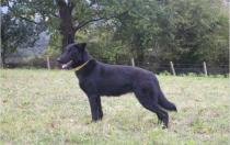 Negri