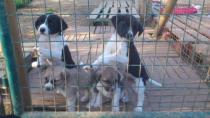 Cachorros de mast&iacute;n