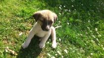 Cachorra de mast&iacute;n