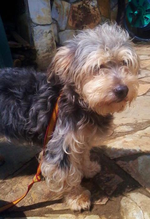 Lola Lola