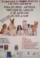 Msquechuchos en el I Concurso de Perros Mestizos en Pola de Siero