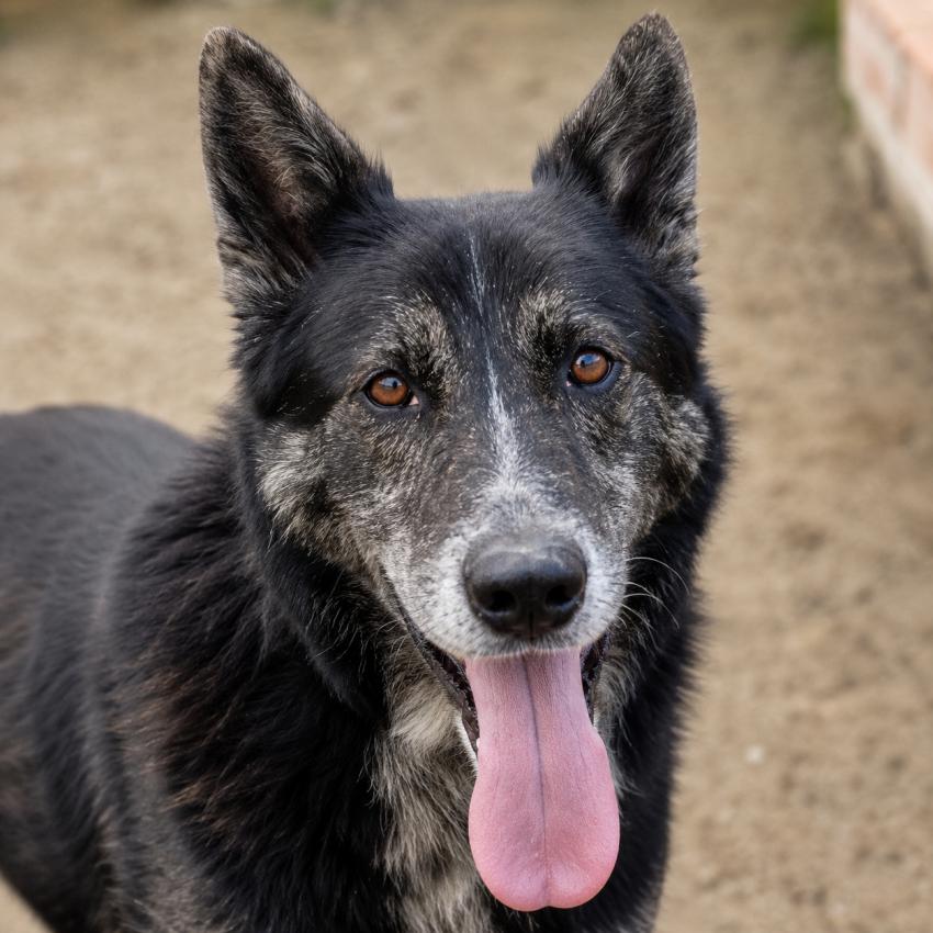 Loba (Mora)