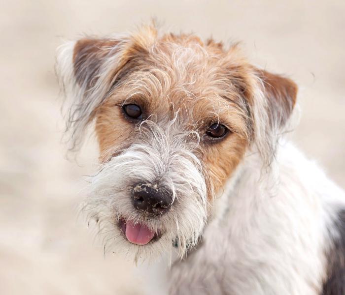 Deflector aspecto Nombrar Másquechuchos - Adopción de Cachorros Fox Terrier