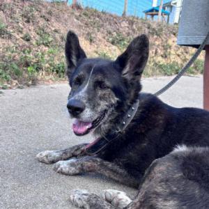 Mora (Loba)