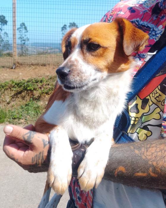 Perro peque&ntilde;o