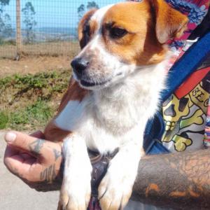 Perro peque�o