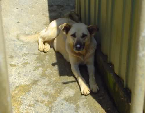 Romi