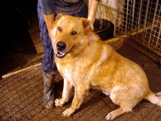 Poli