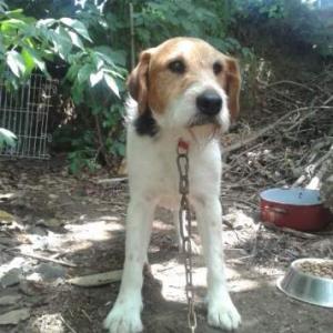 Rufo