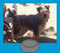 Luna (Gris) vaco